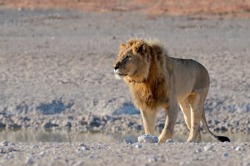African lion