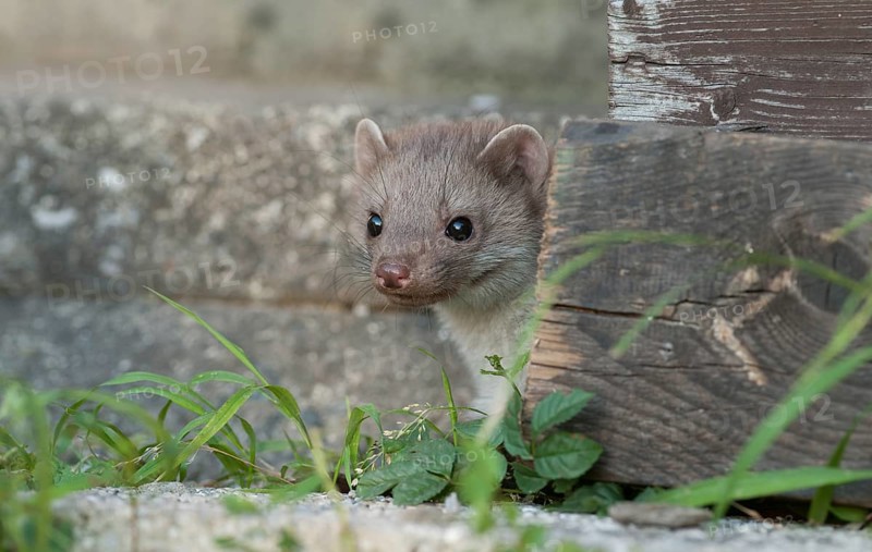 Young Beech marten