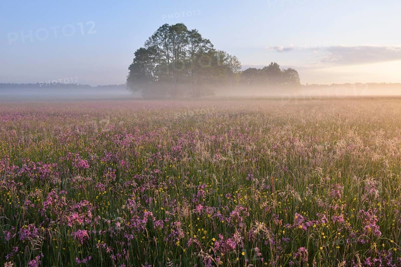 A meadow with Ragged Robins