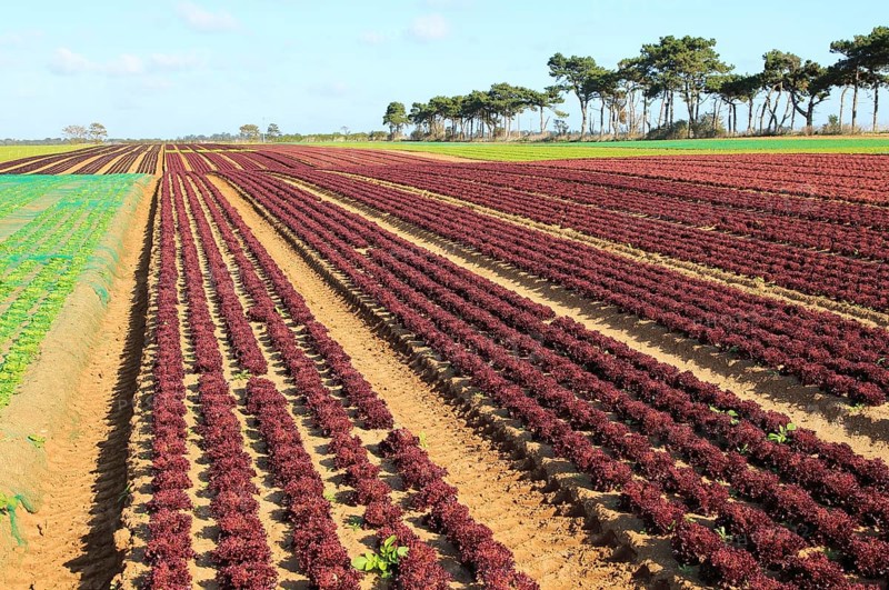 Lettuce crop growing in field