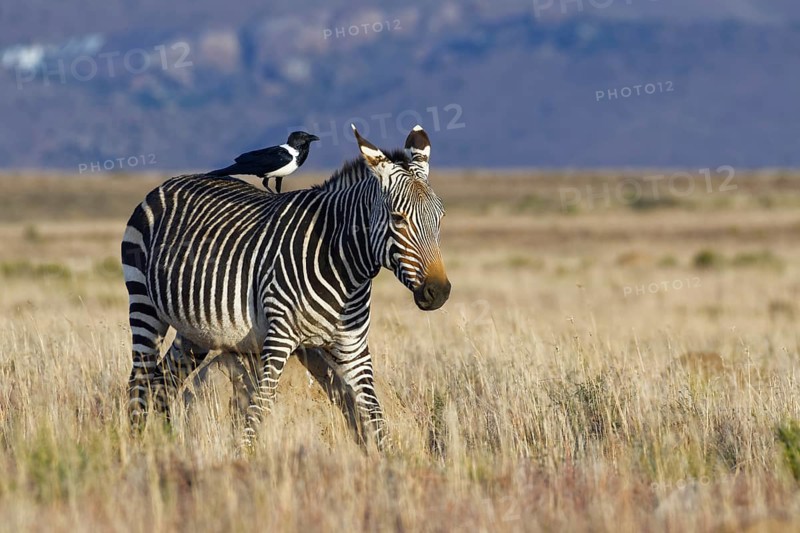Cape mountain zebra