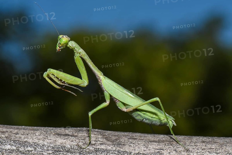 Praying Mantis