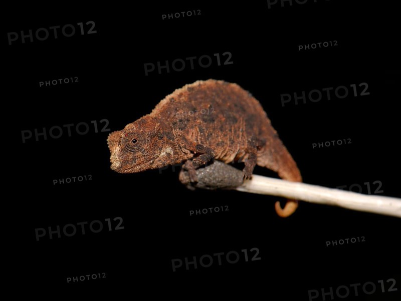 Male dwarf chameleon