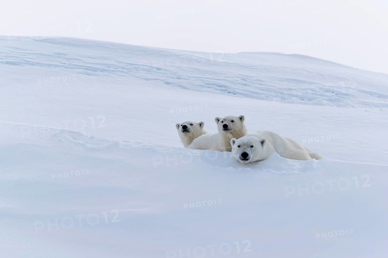 Polar bears