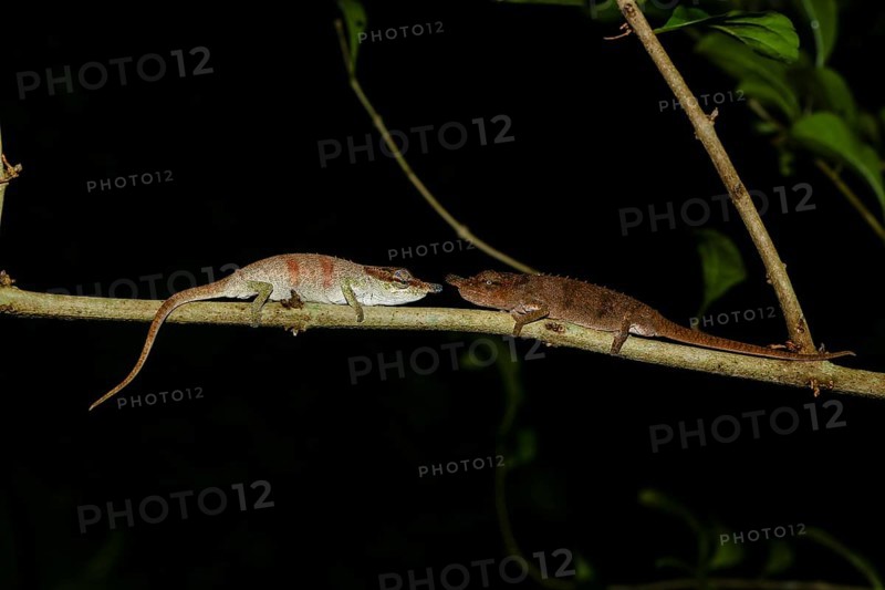 Chameleons