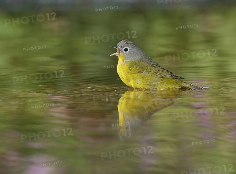 Nashville Warbler