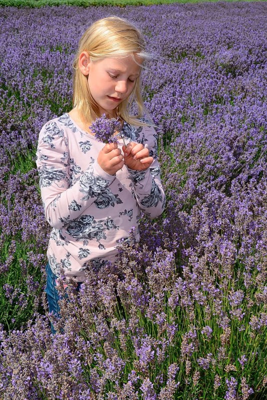 Girl in lavender field