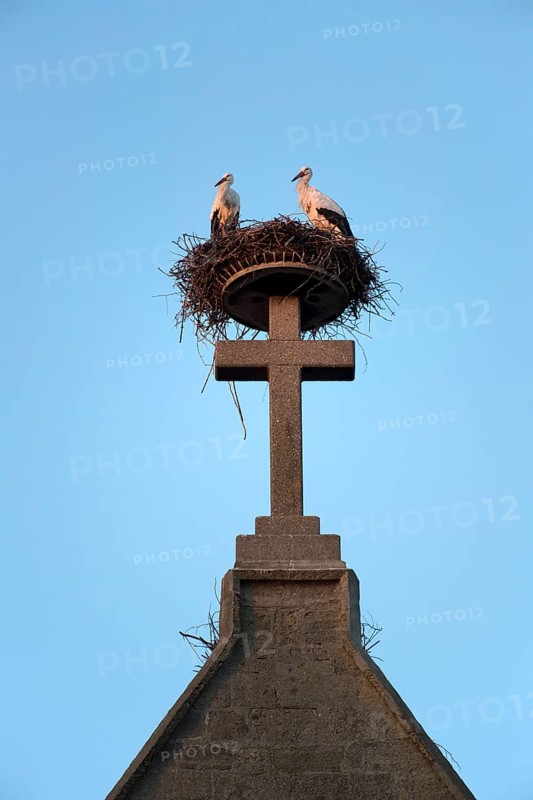 Pairof white storks