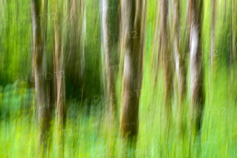 Alder