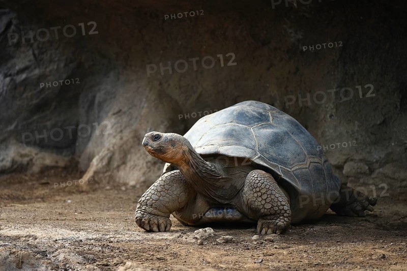 Galapagos giant tortoise