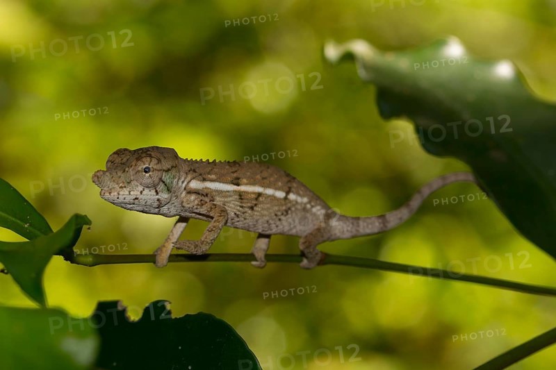 Rhinoceros chameleon