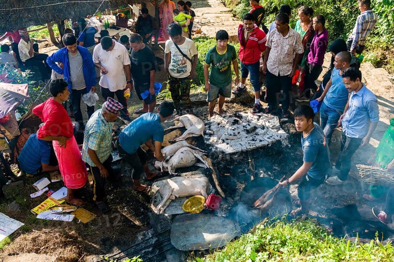 The corpses of dead goats