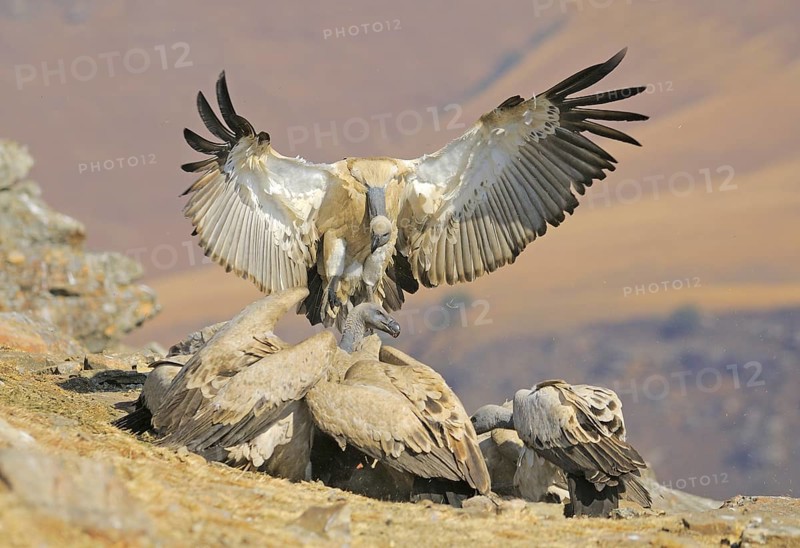 Landing Cape vulture