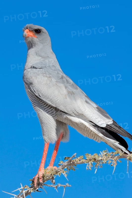 Pale chanting goshawk
