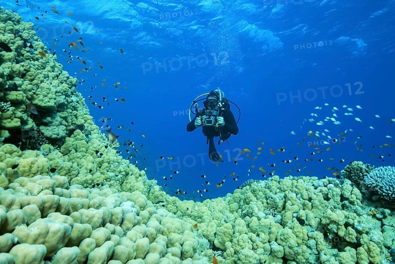 Camera man scuba diver swims near Dome Coral