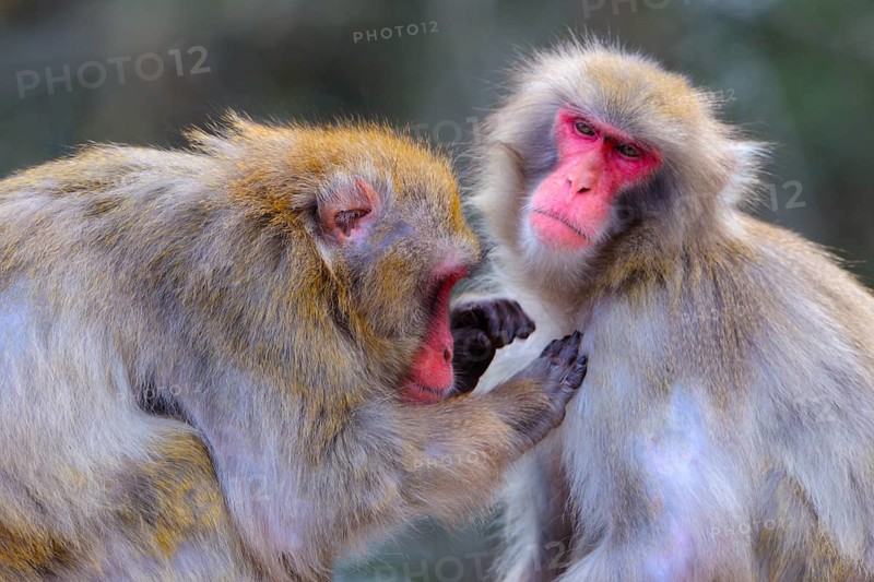 Japanese macaquen