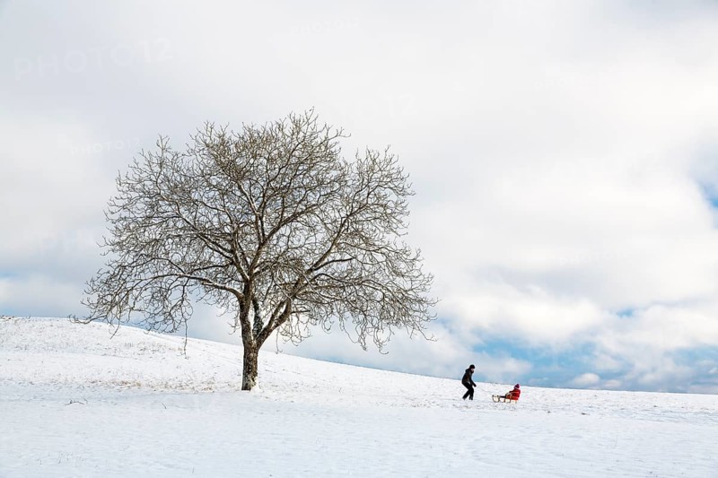 Single tree in snowy landscape with sleigh driver on the Bodanrucken