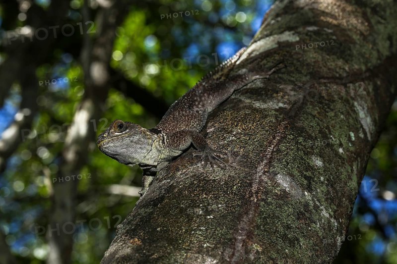 Madagascar collared iguana