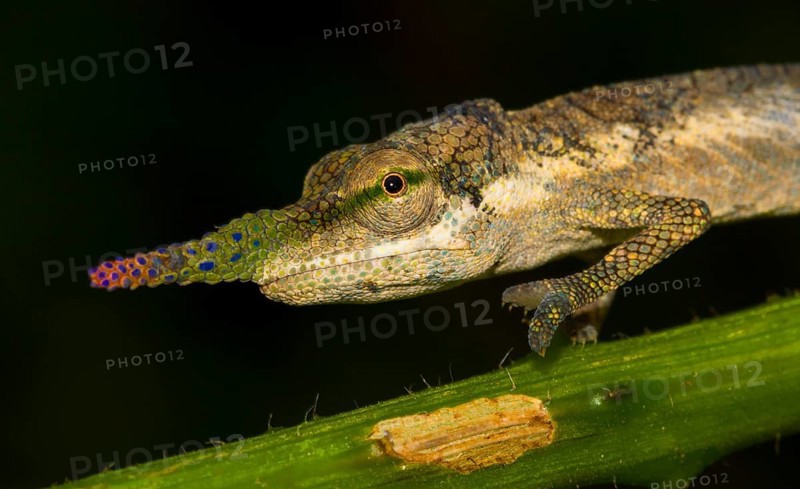 Blade or lance-nosed chameleon