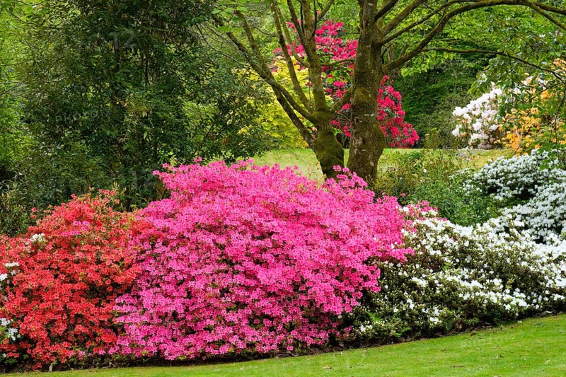 Flowering Rhododendron