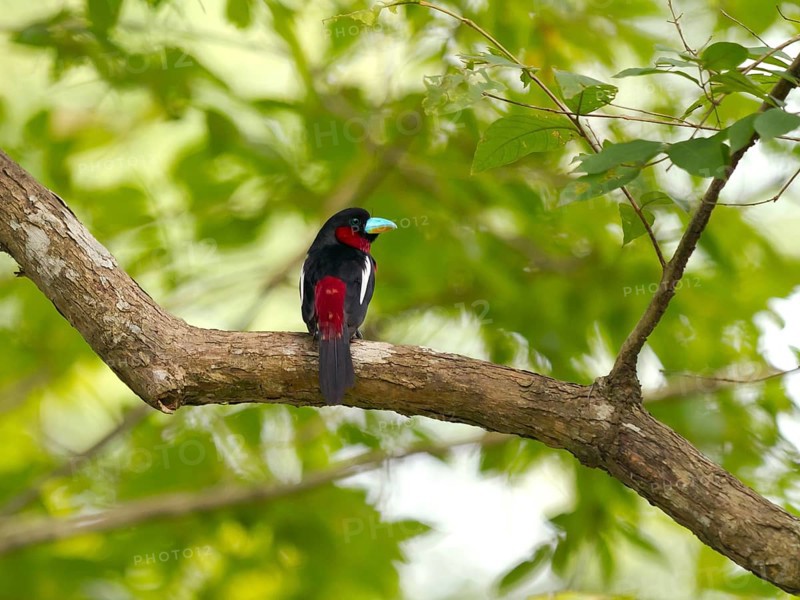 Black-and-red broadbill