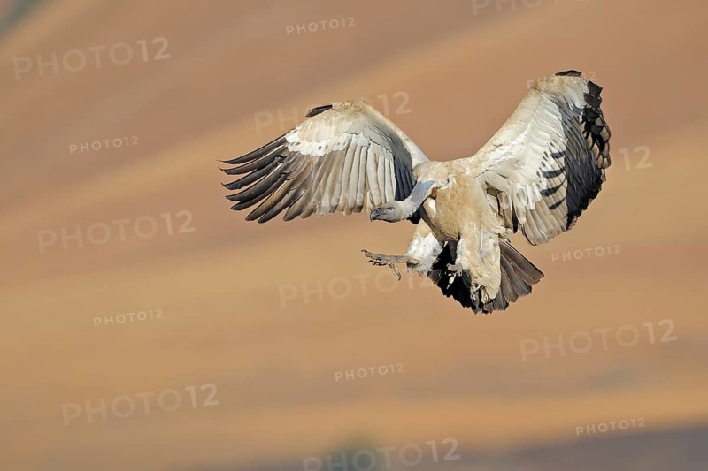 Cape vulture