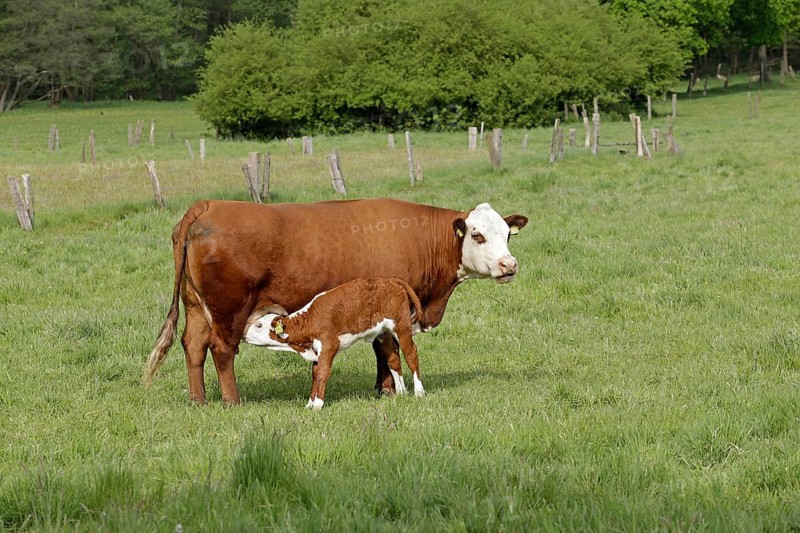 Cow suckling calf on pasture Tangendorf