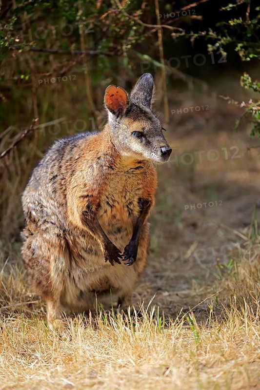 Tammar wallaby