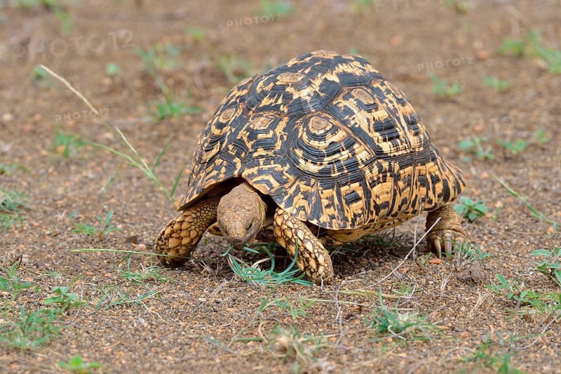 Leopard tortoise