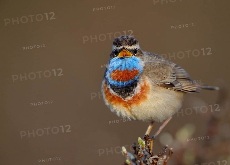 Singing Red-spotted bluethroat