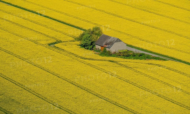 Rape fields on the city boundaries between Ruthen