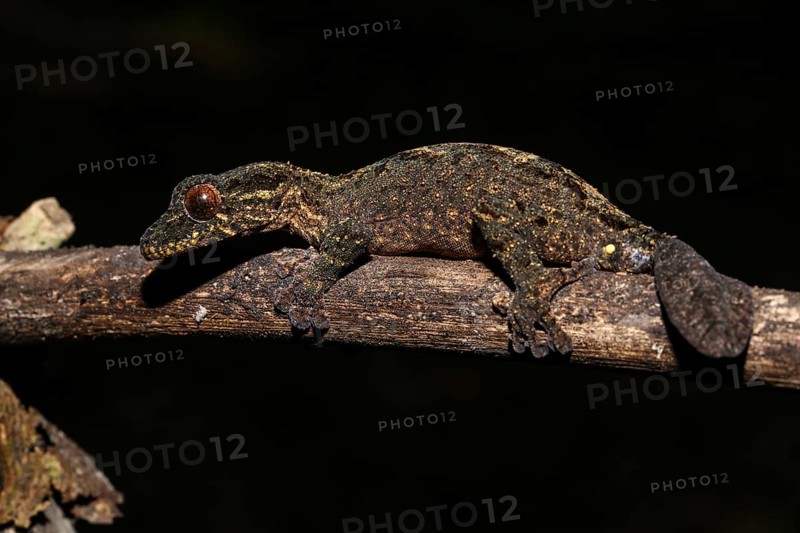 Male leaf-tailed gecko