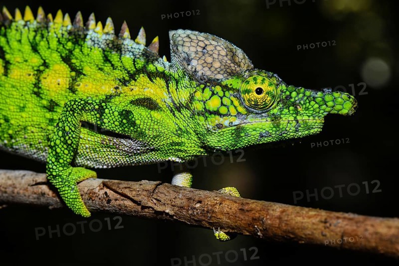 Antimena chameleon