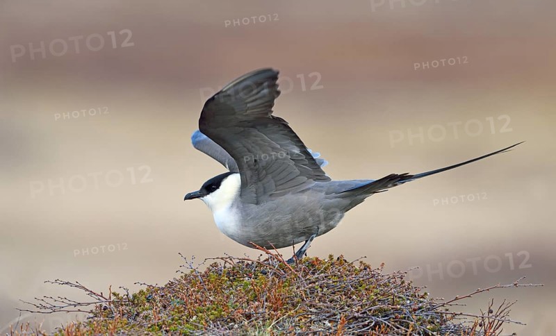 Long-tailed skua or long-tailed jaeger