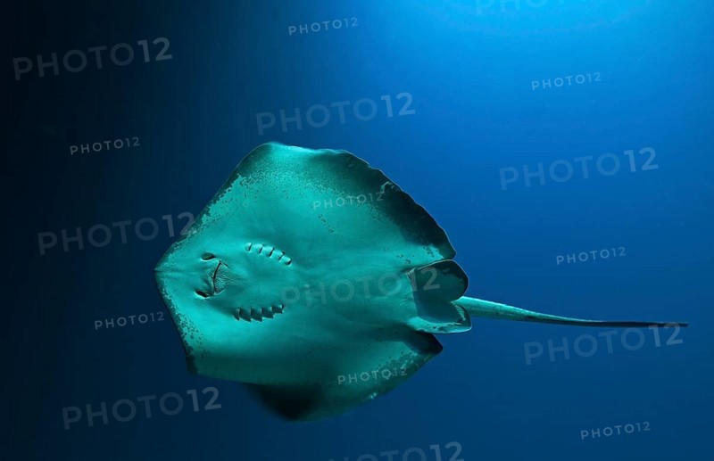 Round ribbontail ray