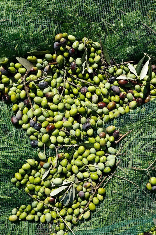 Harvested olives