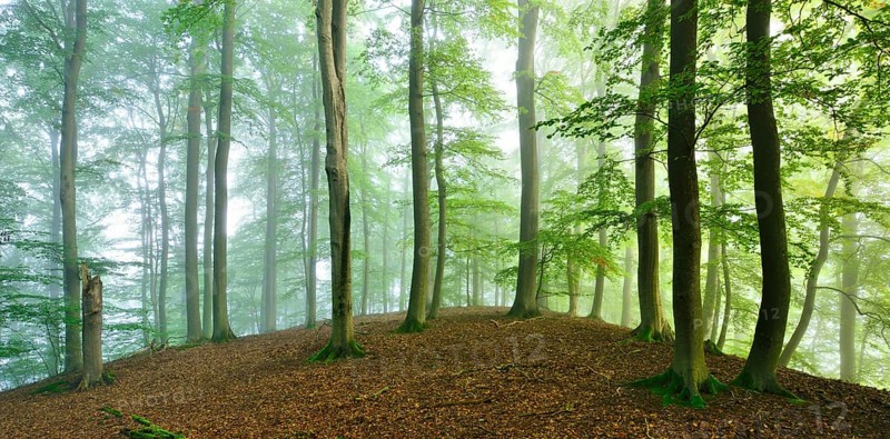 Untouched beech forest with fog