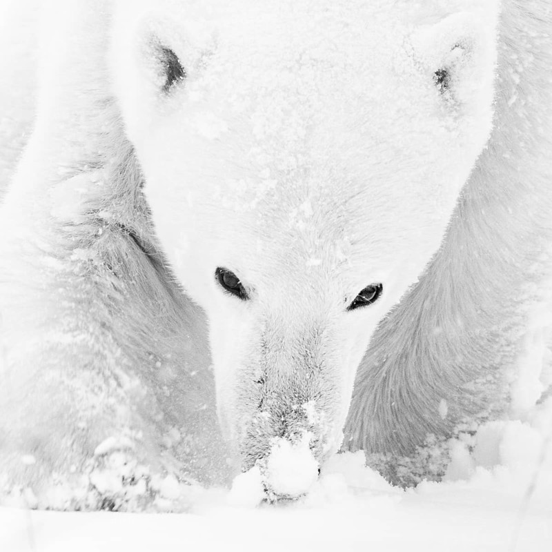 Polar bear