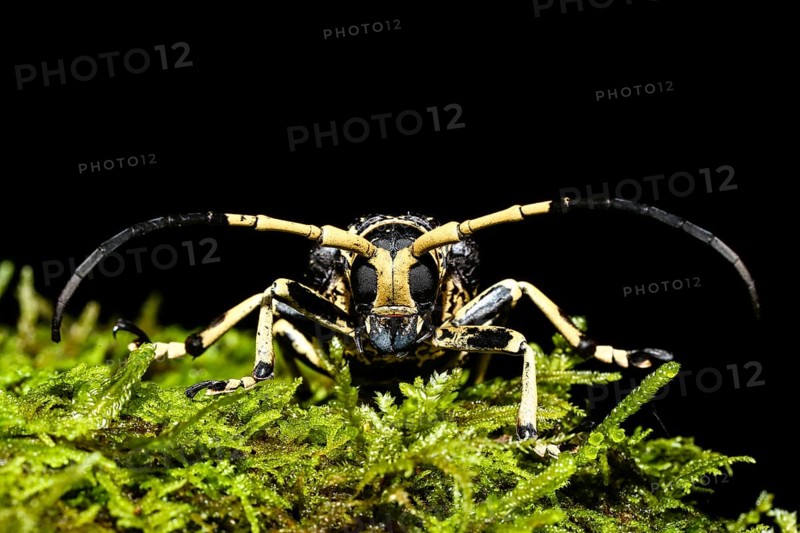 Longhorn beetles