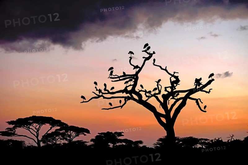 White Storks