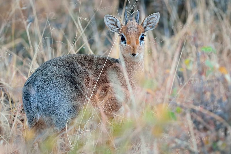 Kirk's Dik-dik