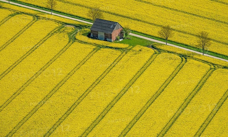 Rape fields on the city boundaries between Ruthen
