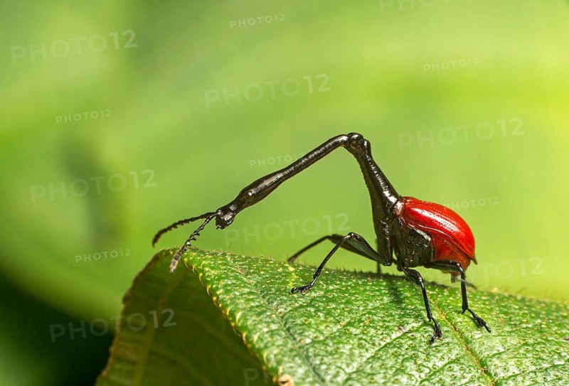 Giraffe weevils