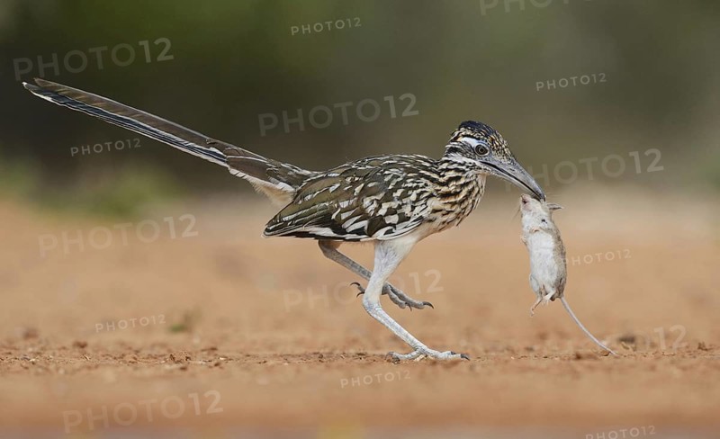 Greater Roadrunner