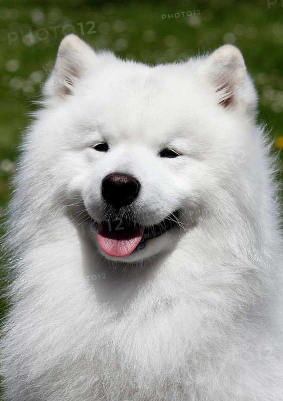Samoyed