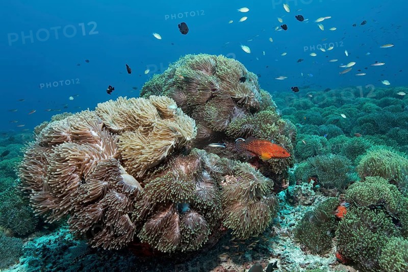 Overgrown coral