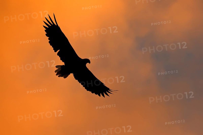 White-tailed eagle
