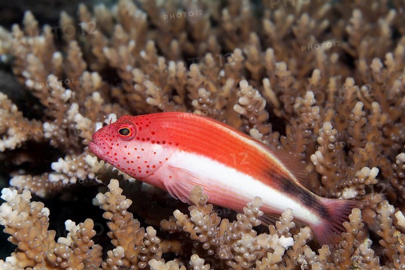 Forsters Hawkfish