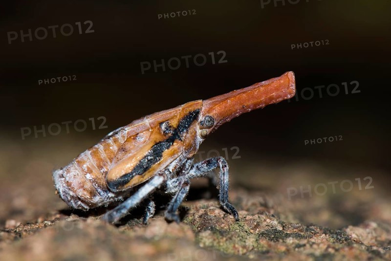 Malagasy lantern bug