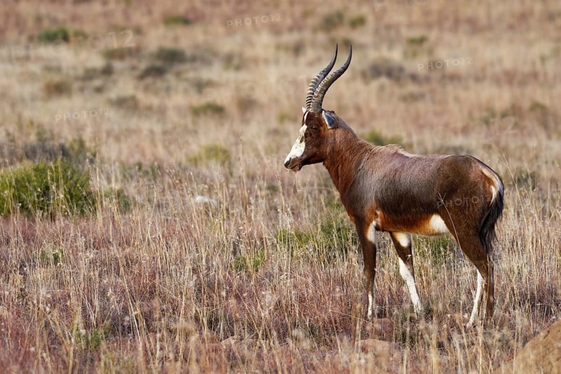 Blesbok